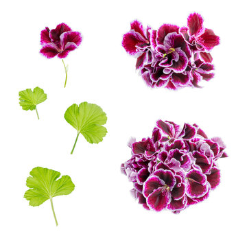 set of blooming velvet purple geranium flower is isolated on whi