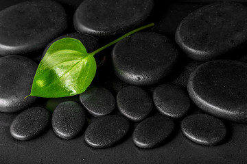 Obraz na płótnie Canvas spa concept of green leaf Calla lily on black zen stones with de