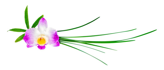 composition of dendrobium flower and different green leaves is i