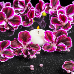 Obraz na płótnie Canvas beautiful spa concept of blooming dark purple geranium flower, b