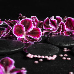 beautiful spa concept of geranium flower, beads and black zen st