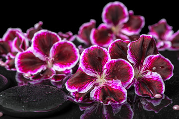 beautiful spa still life of geranium flower, beads and black zen