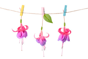 pink and purple fuchsia flowers handing on rope with clothespin