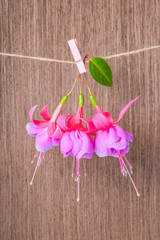 fuchsia flowers handing on rope with clothespin on wooden backgr