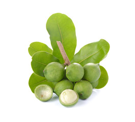 fresh macadamia nut on white background