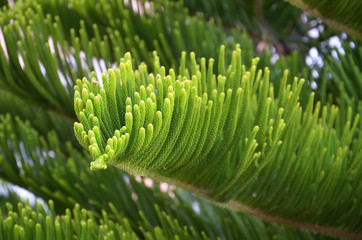 Green branch of a fir-tree with needles