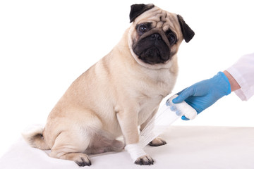 veterinarian putting bandage on injured paw of dog