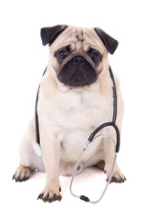funny pug dog with stethoscope isolated on white