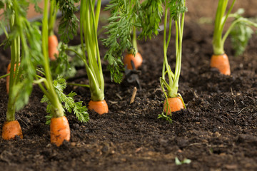 Carrots - 81059635