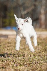 Little funny goatling playing outdoors