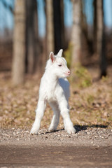 Naklejka na ściany i meble Young white goatling standing outdoors