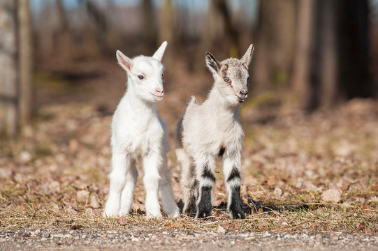 Two little goatlings walking outdoors