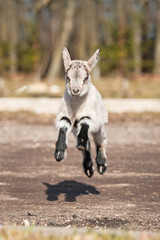 Funny young goatling jumps in the air