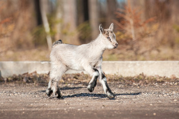 Little goatling running outdoors