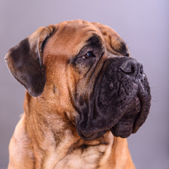 bullmastiff dog portrait