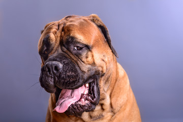 bullmastiff dog portrait