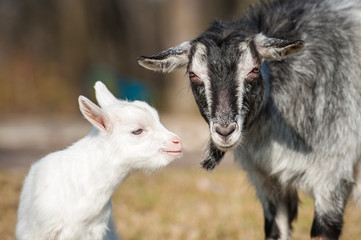 Naklejka na ściany i meble Portrait of a goat with little goatling
