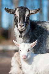 Portrait of a goat with little goatling
