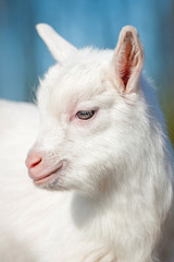 Fototapeta na wymiar Portrait of little white goatling