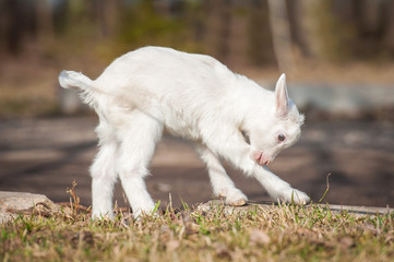 Young white goatling playing outdoors