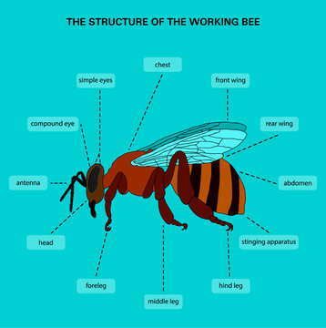 The structure of the working bee