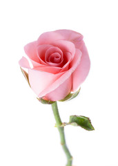 Obraz premium różowy kwiat róży na białym tle