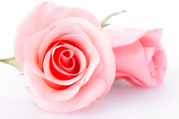 Naklejka premium pink rose flower on white background