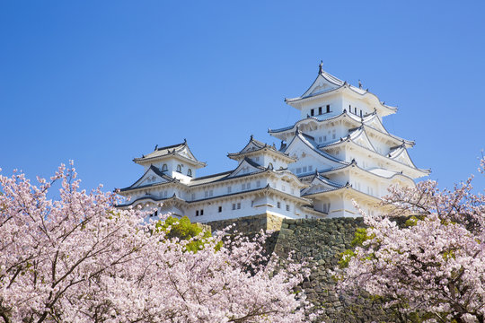Fototapeta 修理完成後の姫路城と桜