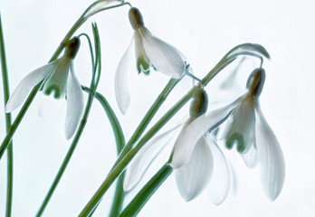 Obraz premium weisse Schneegloeckchen auf weissem Hintergrund