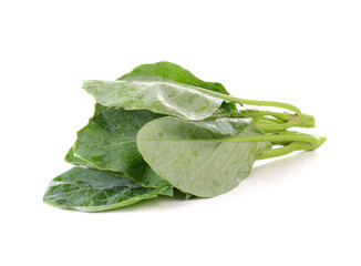 chinese broccoli on white background
