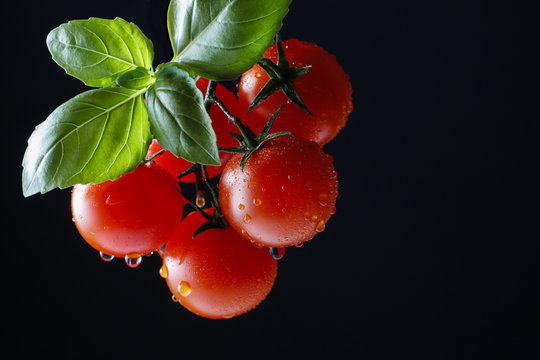 Tomatoes And Basil Leaf On Black Background