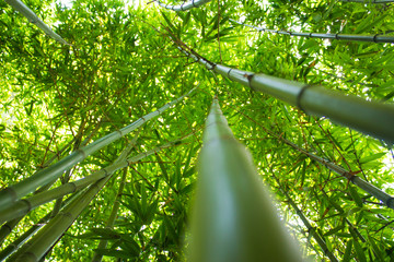 Naklejki  Las bambusowy