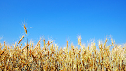 Golden ripe barley against blue sky background