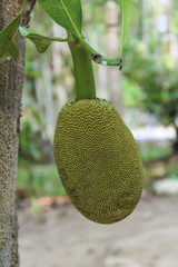 Jack fruit