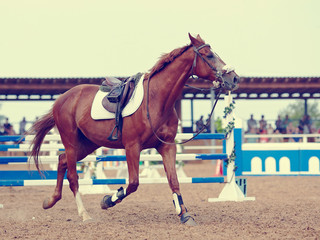 Sports horse.