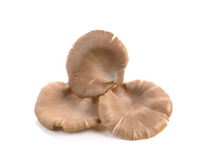 oyster mushroom on white background