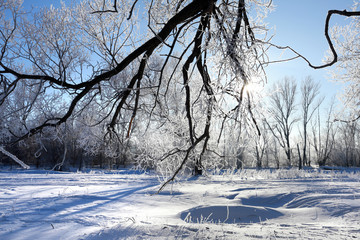 Fototapeta premium oaks in hoarfrost