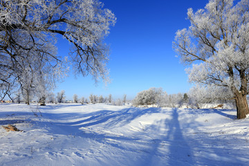 oaks in hoarfrost