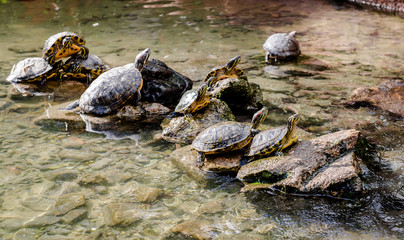 Water tortoises outdoors. Malaga, Spain
