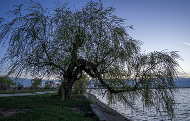 willow by the lake in the spring