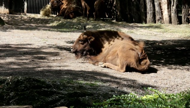 Bison lying on the groud after good dinner at Zoo