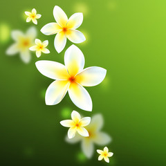 Flowers background