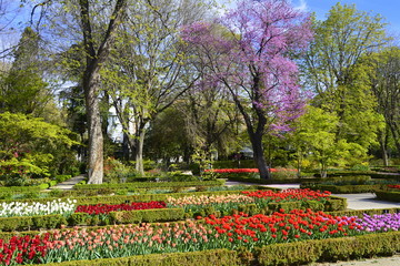 Jardín en primavera.Árbol en flor y macizos de tulipanes