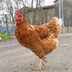 Rhode Island Red chicken, outdoors, free range.