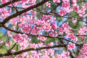 Fototapeta na wymiar Thai pink sakura blooming in winter agiants Blue sky