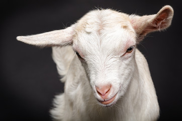 Portrait of a young white goat