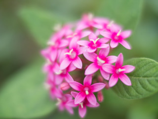 Blurred pink flowers on green bokeh background