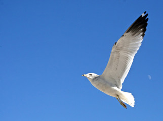 Seagull