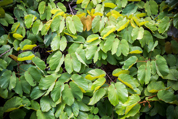 Golden leaf liana or Bauhnia aureifolia  in southern of Thailand