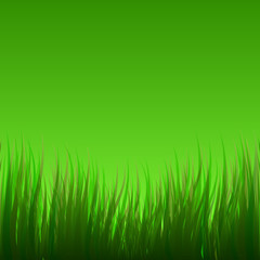Fototapeta na wymiar The grass